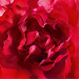 Guerlain Mon Bloom of Rose Eau de Parfum for Women